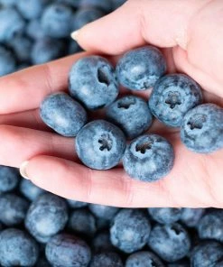 Brighter Blooms Fruit Trees Premier Blueberry Bush