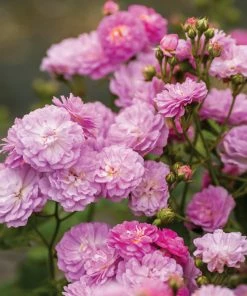 Brighter Blooms Roses Pretty Polly® Lavender Rose