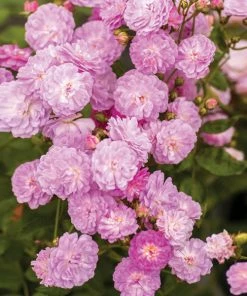 Brighter Blooms Roses Pretty Polly® Lavender Rose