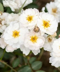 Brighter Blooms Pretty Polly® White Rose Roses