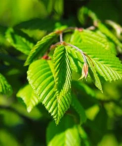 Brighter Blooms Princeton American Elm Tree 7 Brighter Blooms Princeton American Elm Tree