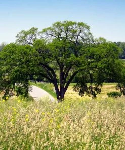 Brighter Blooms Princeton American Elm Tree