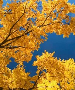 Brighter Blooms Princeton American Elm Tree 6 Brighter Blooms Princeton American Elm Tree