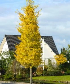 Brighter Blooms Flowering Trees Princeton Sentry™ Columnar Ginkgo