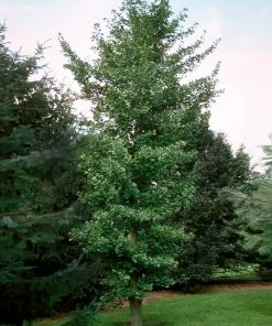 Brighter Blooms Flowering Trees Princeton Sentry™ Columnar Ginkgo