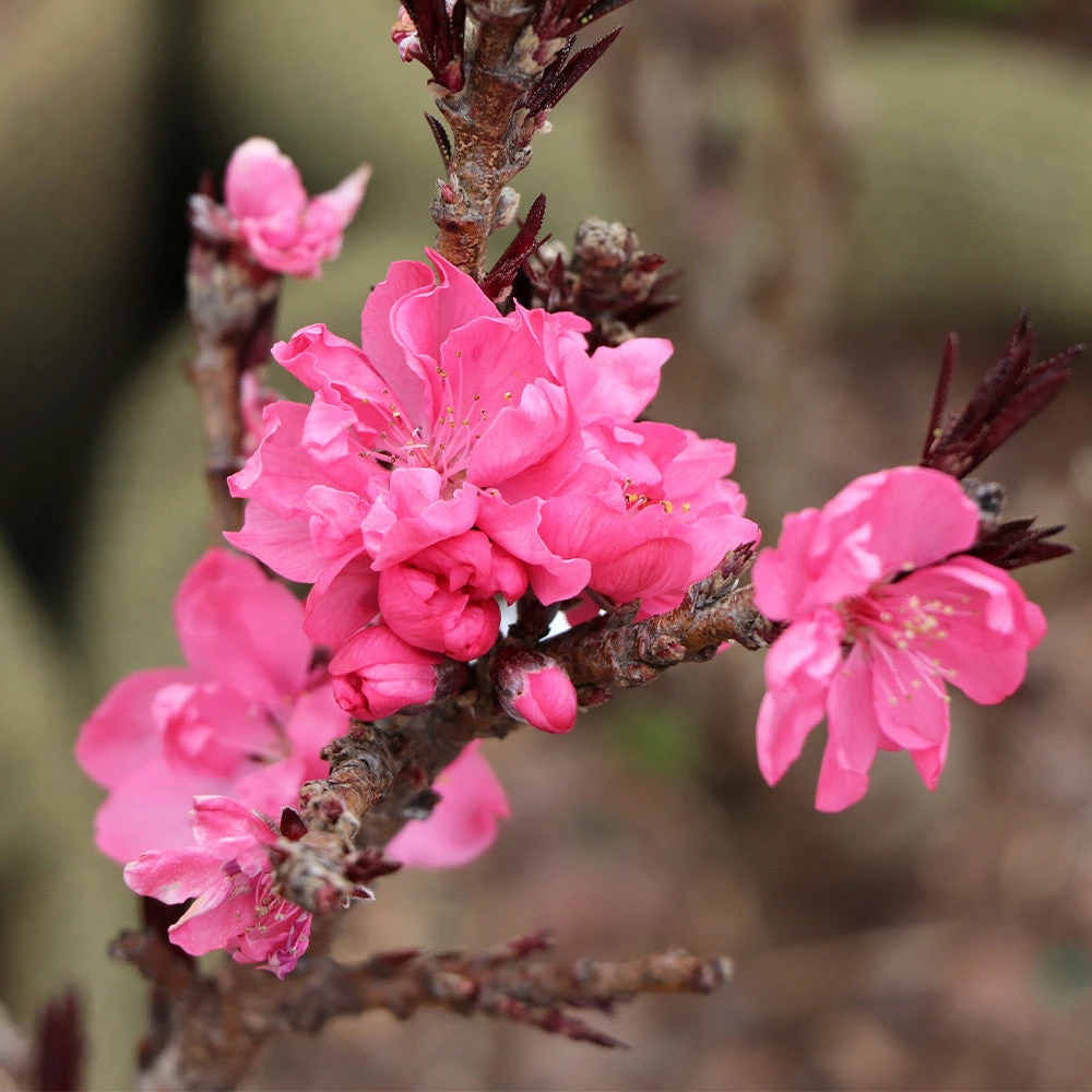 Brighter Blooms Ruby Ruffle™ Patio Peach Tree House & Patio 5 Brighter Blooms Ruby Ruffle™ Patio Peach Tree House & Patio