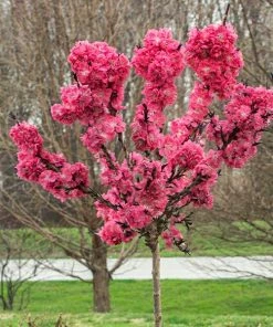 Brighter Blooms Ruby Ruffle™ Patio Peach Tree House & Patio