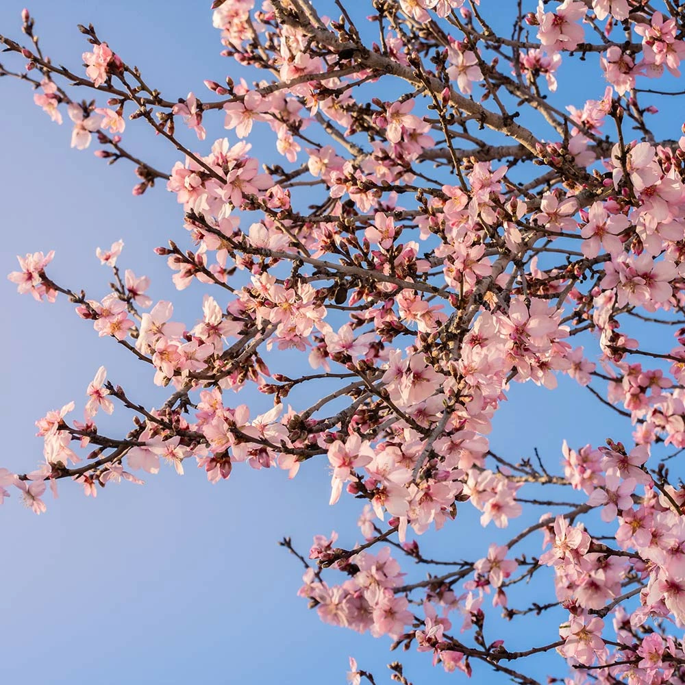 Brighter Blooms Puget Gold Apricot SHOP ALL 3 Brighter Blooms Puget Gold Apricot SHOP ALL