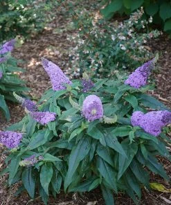 Brighter Blooms Shrubs & Hedges Pugster® Amethyst Butterfly Bush 7 Brighter Blooms Shrubs & Hedges Pugster® Amethyst Butterfly Bush
