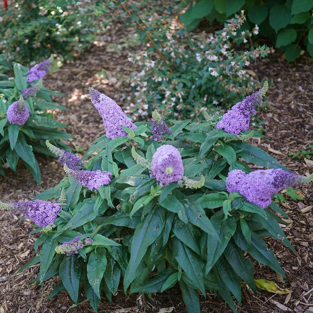 Brighter Blooms Shrubs & Hedges Pugster® Amethyst Butterfly Bush 3 Brighter Blooms Shrubs & Hedges Pugster® Amethyst Butterfly Bush