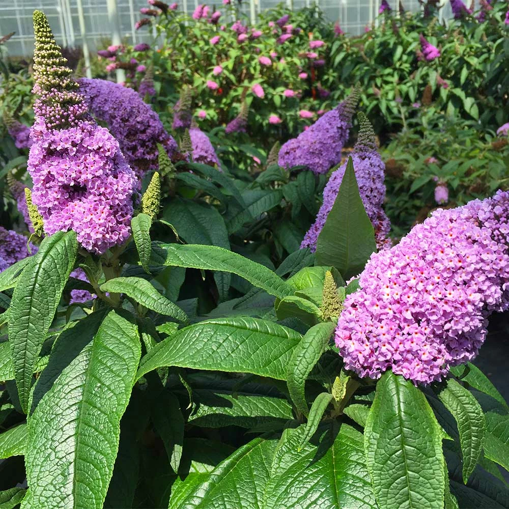Brighter Blooms Shrubs & Hedges Pugster® Amethyst Butterfly Bush 2 Brighter Blooms Shrubs & Hedges Pugster® Amethyst Butterfly Bush