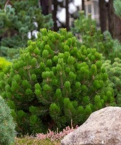 Brighter Blooms Evergreen & Privacy Dwarf Mugo Pine