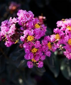 Brighter Blooms Flowering Trees Black Diamond® Purely Purple™ Crape Myrtle Tree
