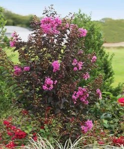 Brighter Blooms Flowering Trees Black Diamond® Purely Purple™ Crape Myrtle Tree