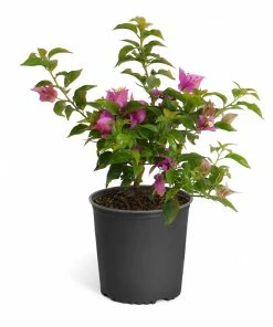 Brighter Blooms New River Bougainvillea SHOP ALL