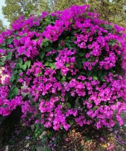 Brighter Blooms New River Bougainvillea SHOP ALL