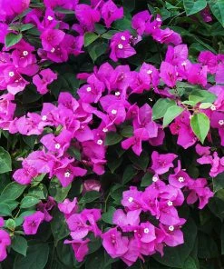 Brighter Blooms New River Bougainvillea Tree Bougainvillea Plants