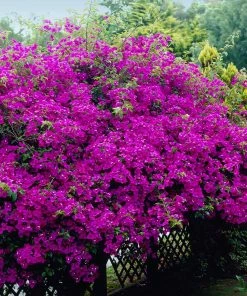 Brighter Blooms New River Bougainvillea SHOP ALL