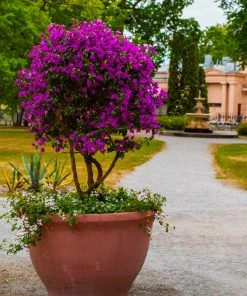 Brighter Blooms New River Bougainvillea Tree Bougainvillea Plants