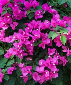 Brighter Blooms New River Bougainvillea SHOP ALL