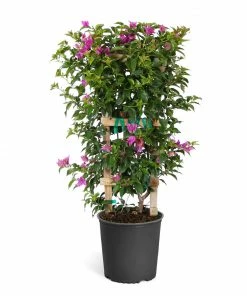 Brighter Blooms New River Bougainvillea SHOP ALL