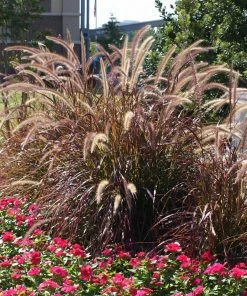 Brighter Blooms Purple Fountain Grass Ornamental Grasses