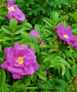 Brighter Blooms Purple Pavement Rose