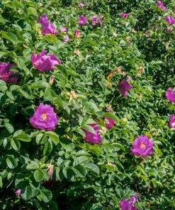 Brighter Blooms Purple Pavement Rose