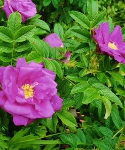 Brighter Blooms Purple Pavement Rose