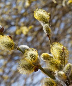 Brighter Blooms White Pussy Willow