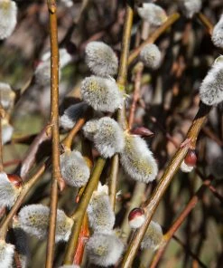 Brighter Blooms White Pussy Willow