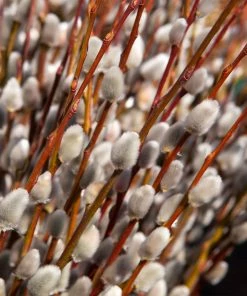Brighter Blooms White Pussy Willow