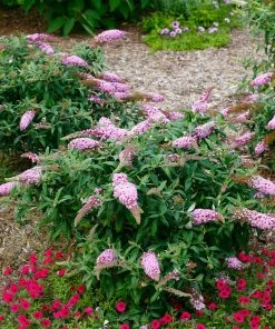 Brighter Blooms Pugster Pink® Butterfly Bush 5 Brighter Blooms Pugster Pink® Butterfly Bush