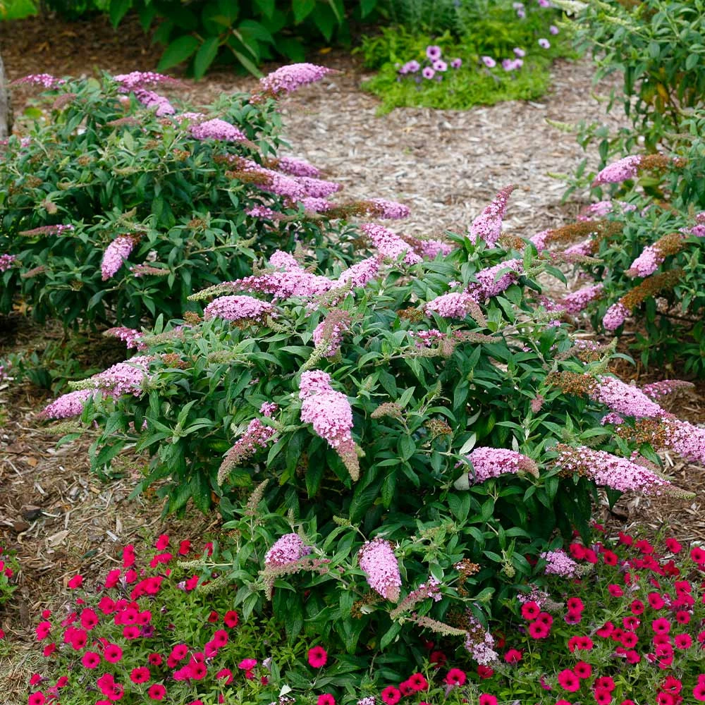 Brighter Blooms Pugster Pink® Butterfly Bush 3 Brighter Blooms Pugster Pink® Butterfly Bush
