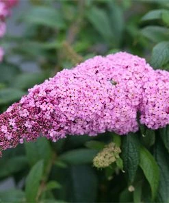Brighter Blooms Pugster Pink® Butterfly Bush