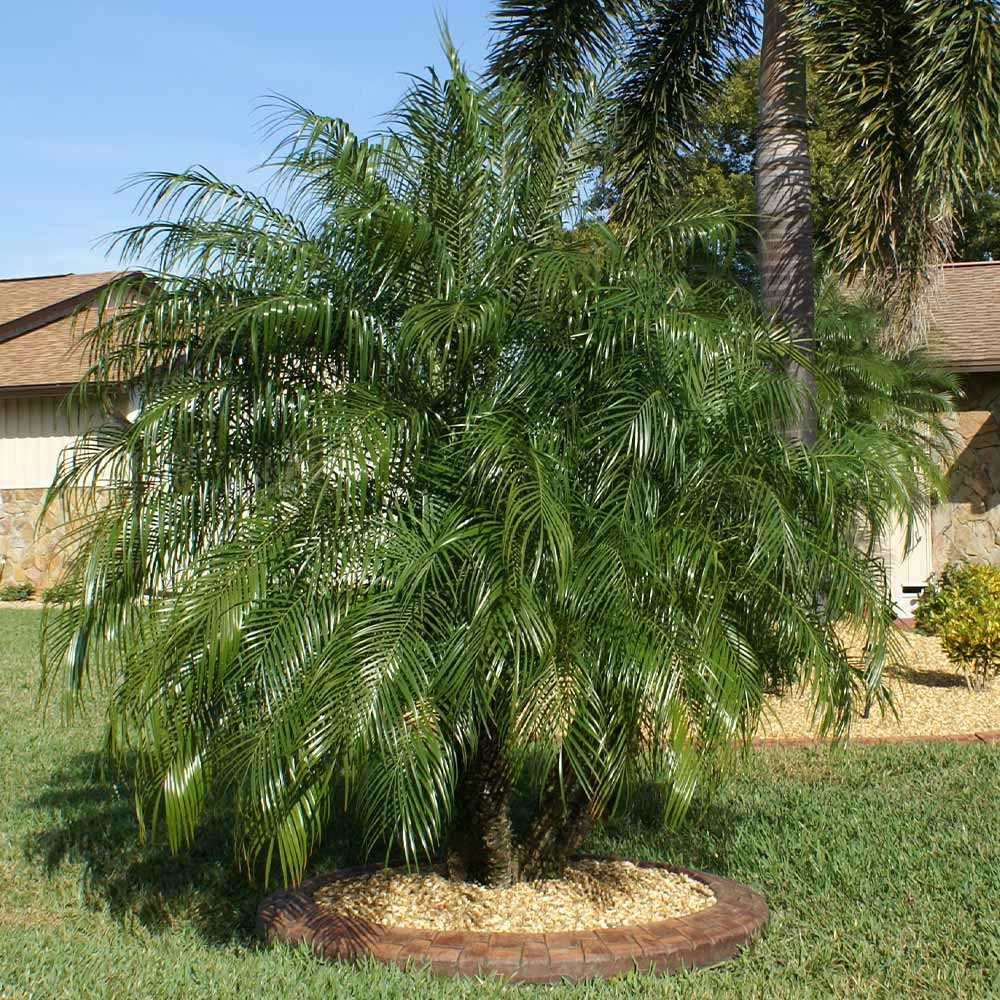 Brighter Blooms Pygmy Date Palm Tree 3 Brighter Blooms Pygmy Date Palm Tree