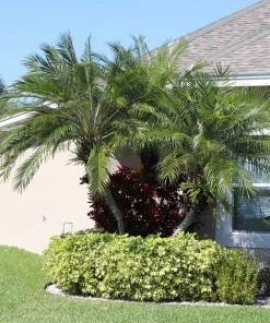 Brighter Blooms Pygmy Date Palm Tree