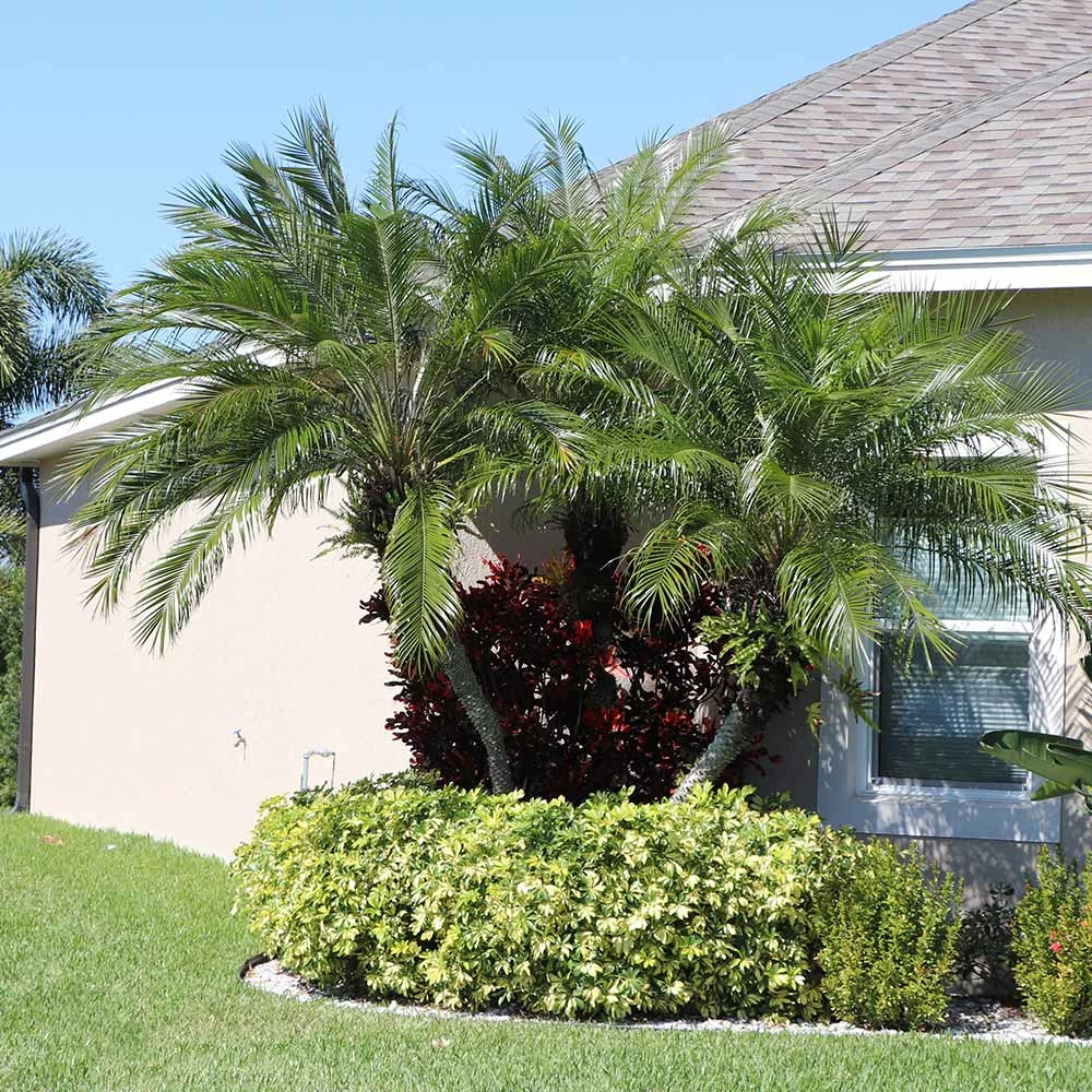 Brighter Blooms Pygmy Date Palm Tree 2 Brighter Blooms Pygmy Date Palm Tree