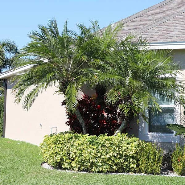 Brighter Blooms Pygmy Date Palm Tree 1 Brighter Blooms Pygmy Date Palm Tree