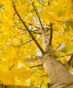 Brighter Blooms Shade Trees Quaking Aspen Tree