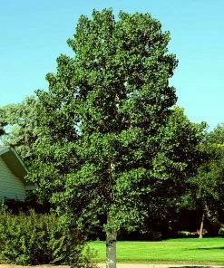 Brighter Blooms Shade Trees Quaking Aspen Tree