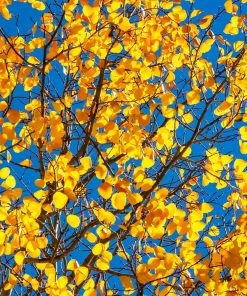 Brighter Blooms Shade Trees Quaking Aspen Tree