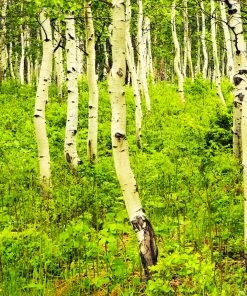 Brighter Blooms Shade Trees Quaking Aspen Tree