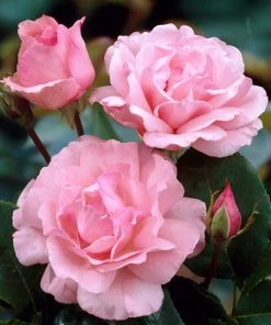 Brighter Blooms Queen Elizabeth Rose