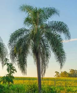 Brighter Blooms Queen Palm Tree