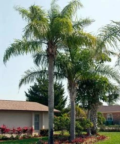 Brighter Blooms Queen Palm Tree