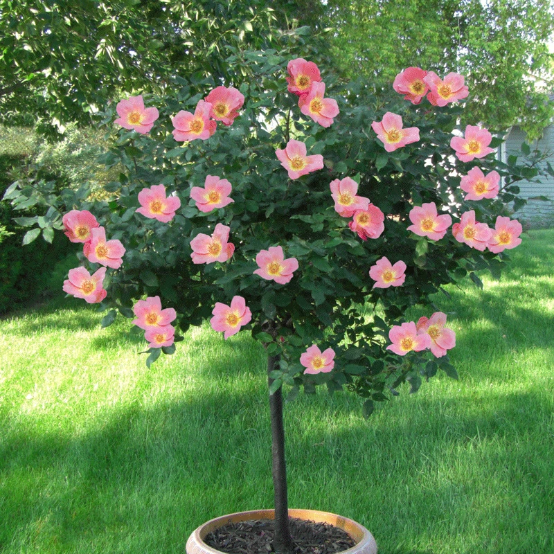 Brighter Blooms Rainbow Knock Out® Rose Tree Roses 2 Brighter Blooms Rainbow Knock Out® Rose Tree Roses