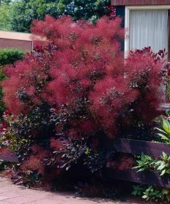Brighter Blooms Royal Purple Smoke Tree 8 Brighter Blooms Royal Purple Smoke Tree