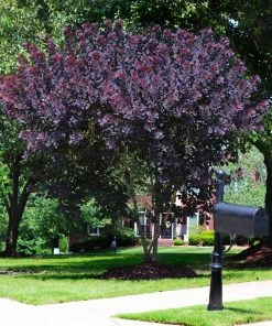 Brighter Blooms Royal Purple Smoke Tree
