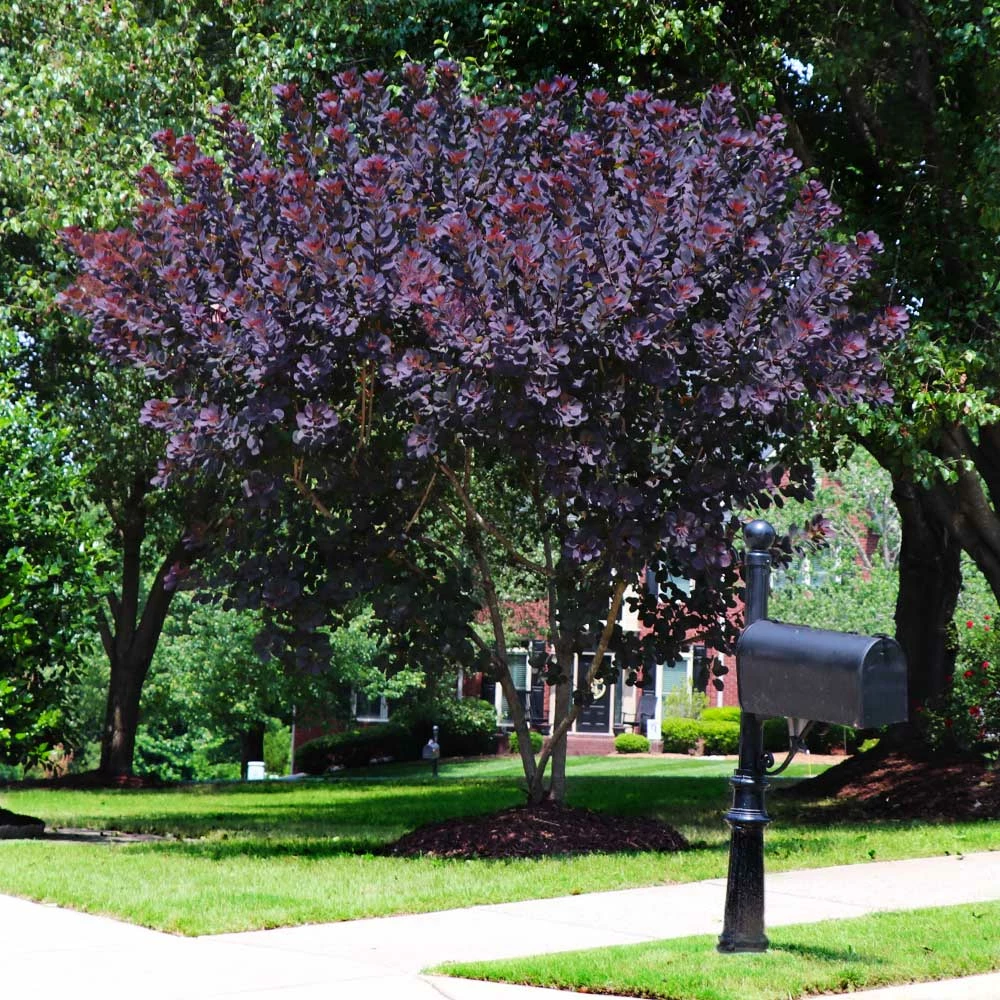 Brighter Blooms Royal Purple Smoke Tree 2 Brighter Blooms Royal Purple Smoke Tree